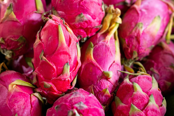 Hasil budidaya buah naga melimpah